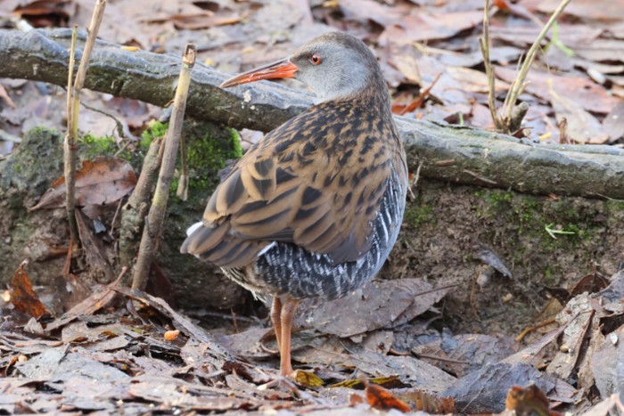 Water Rail