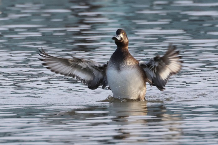 Scaup