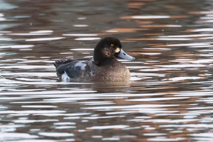 Scaup
