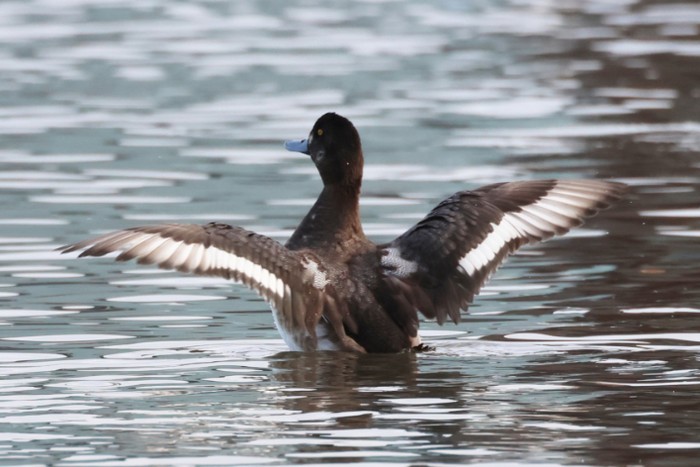 Scaup