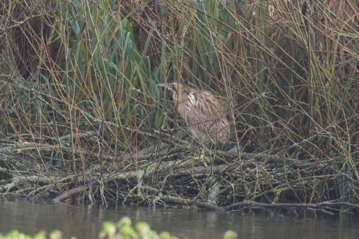 Bittern
