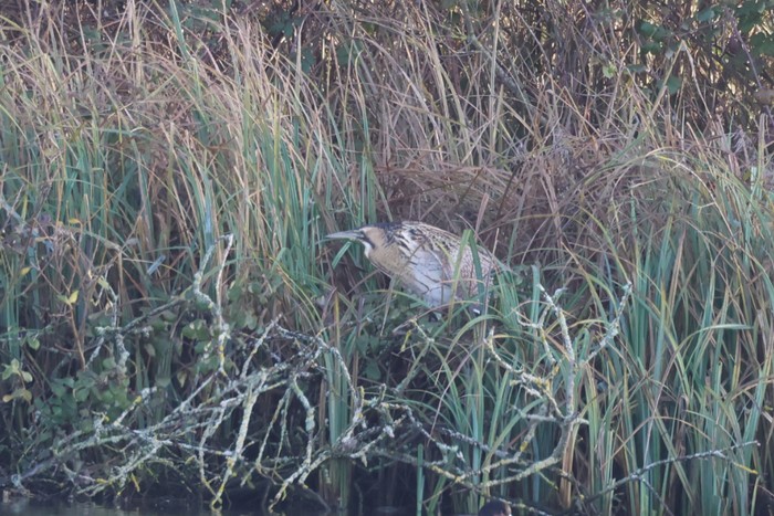 Bittern