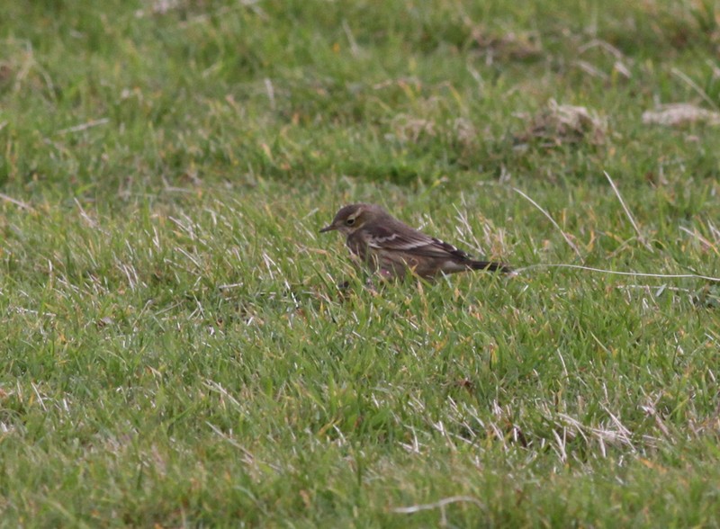 American Buff-bellied Pipit