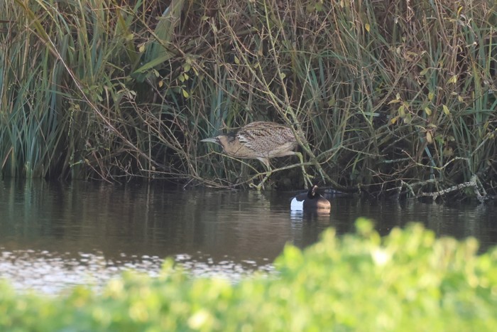 Bittern