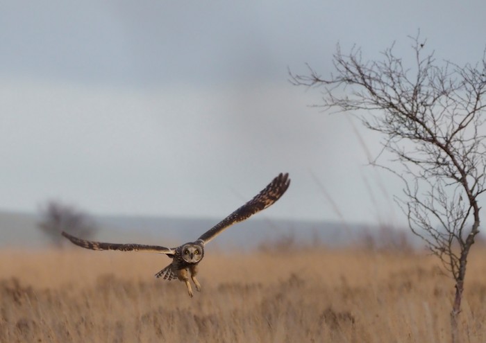Short-eared Owl
