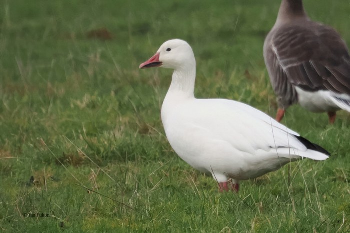 Snow Goose