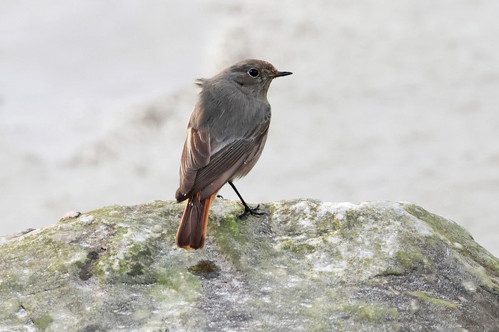 Black Redstart