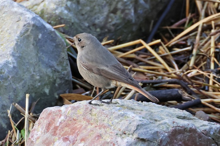 Black Redstart