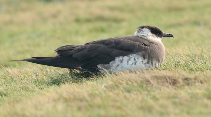 Arctic Skua