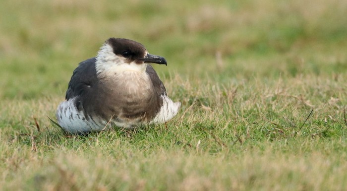Arctic Skua