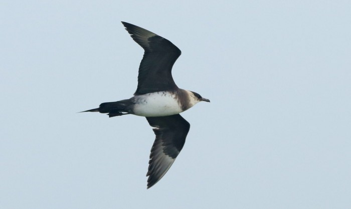 Arctic Skua