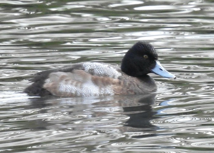Lesser Scaup