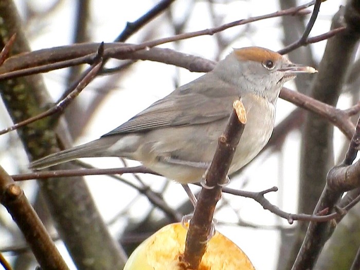 Blackcap