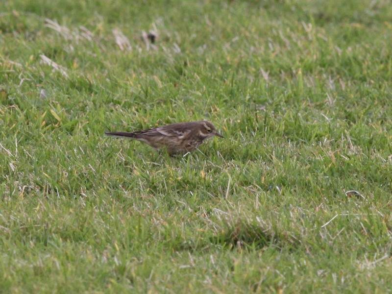 American Buff-bellied Pipit