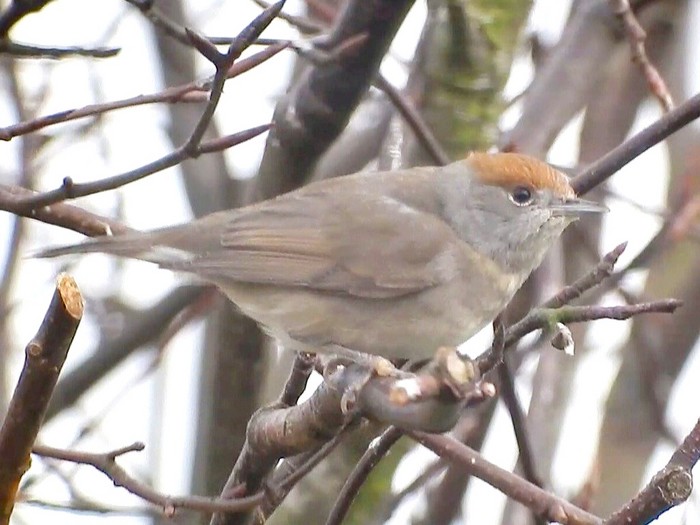 Blackcap