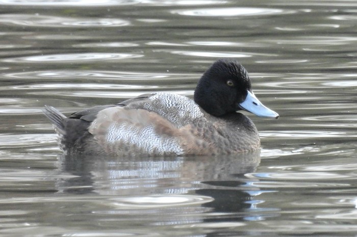 Lesser Scaup