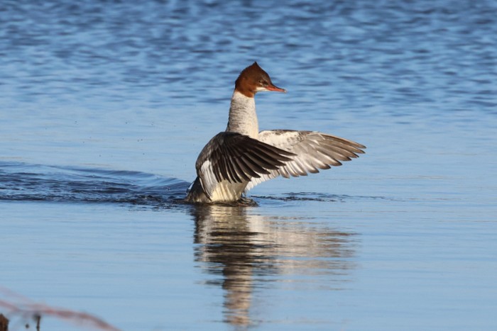 Goosander