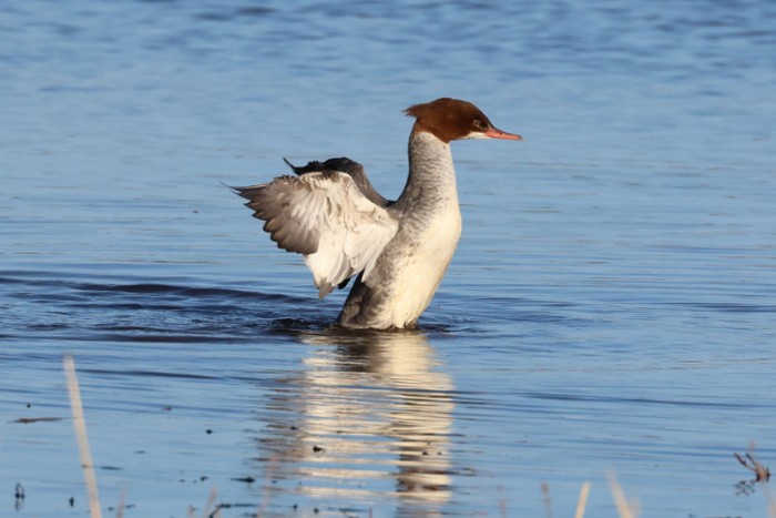 Goosander