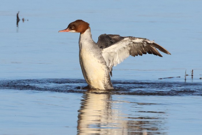 Goosander