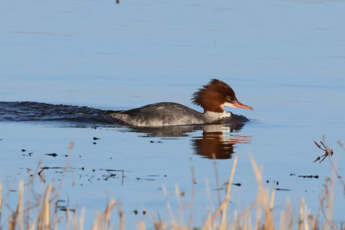 Goosander