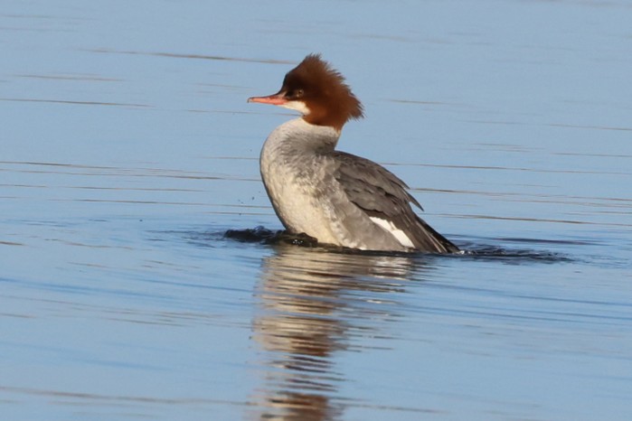 Goosander
