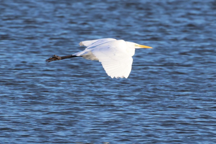 Great White Egret