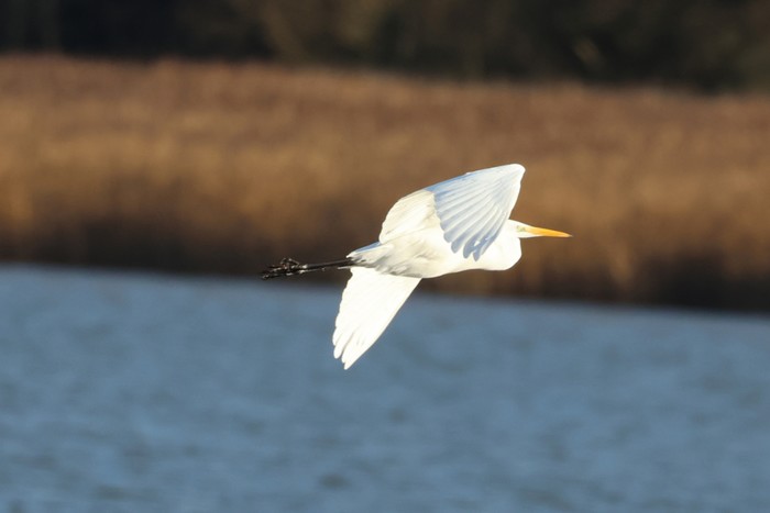 Great White Egret