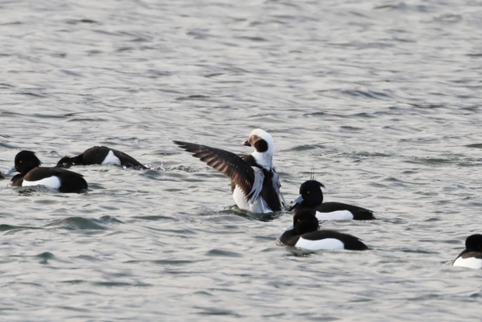 Long-tailed Duck