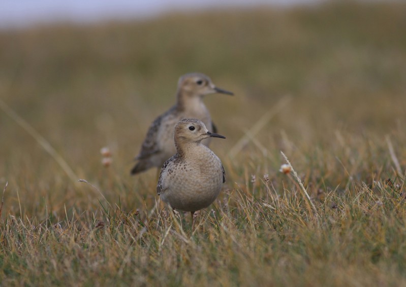 Buff-breasted Sandpiper