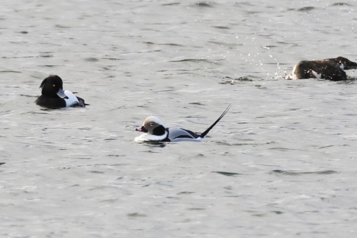 Long-tailed Duck