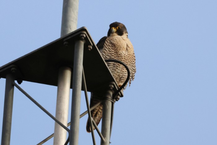 Peregrine