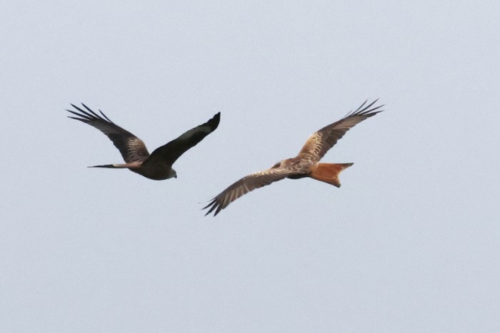 Red Kite