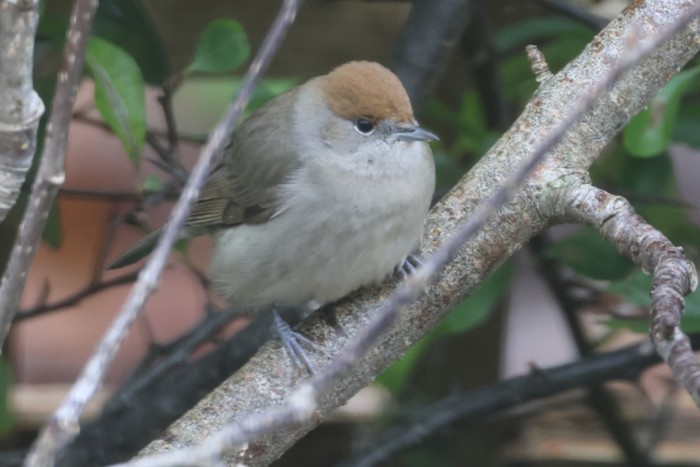 Blackcap