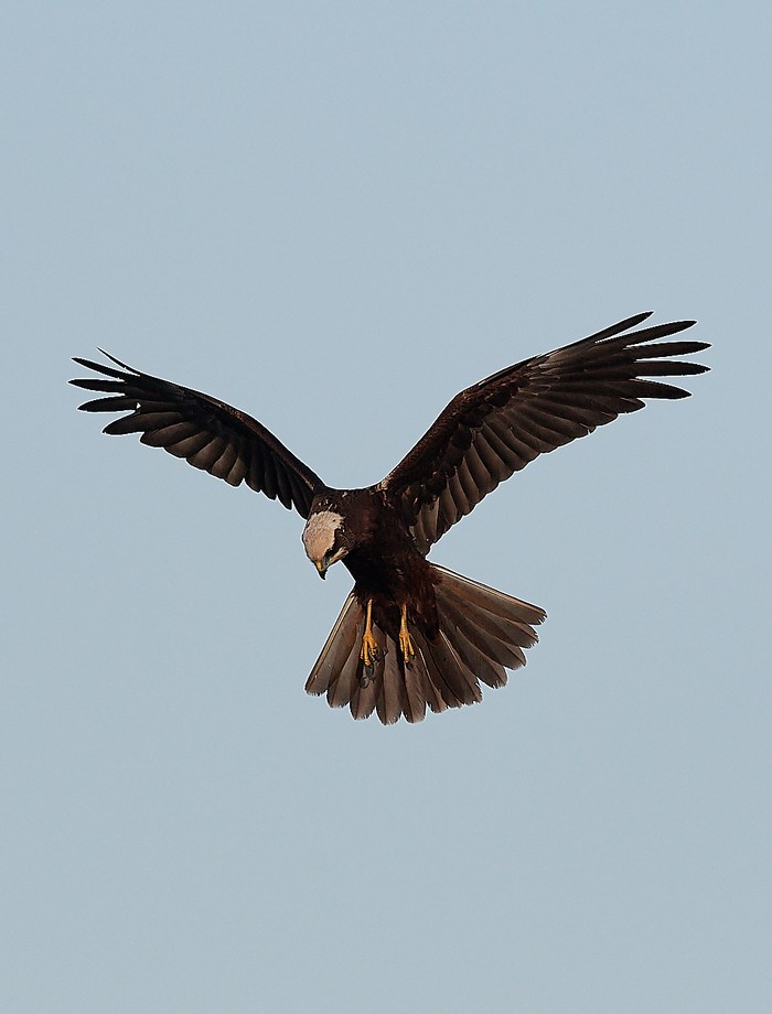 Marsh Harrier