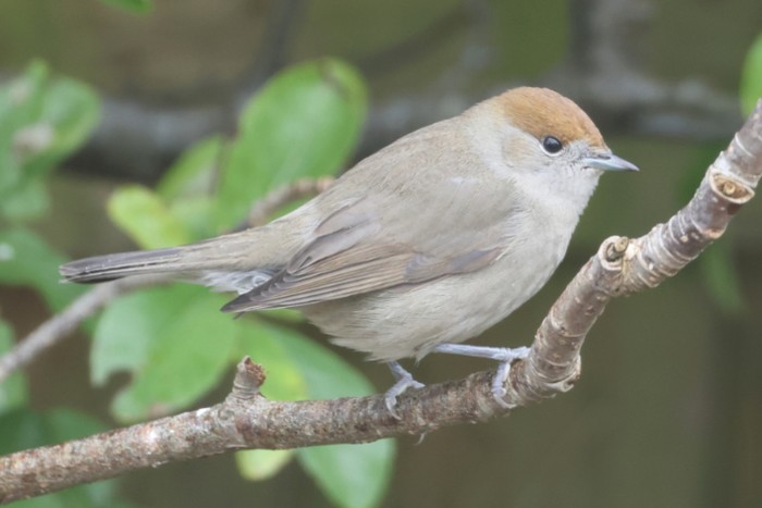 Blackcap