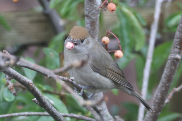 Blackcap
