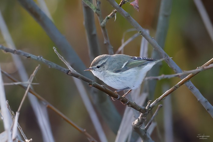 Hume's Warbler