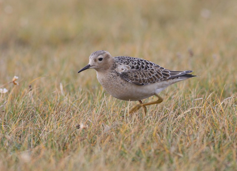 Buff-breasted Sandpiper