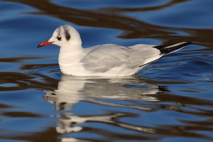 Black-headed Gull