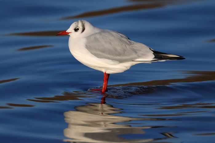 Black-headed Gull