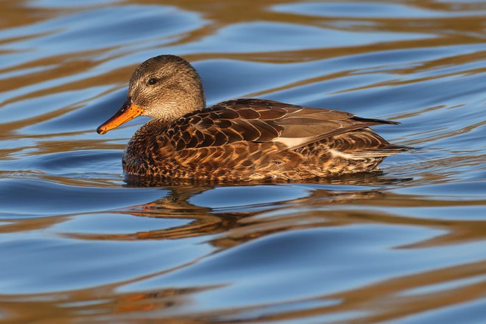 Gadwall