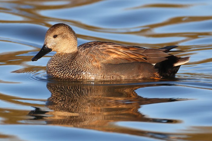 Gadwall