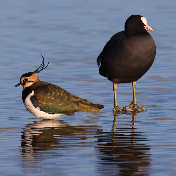 Lapwing
