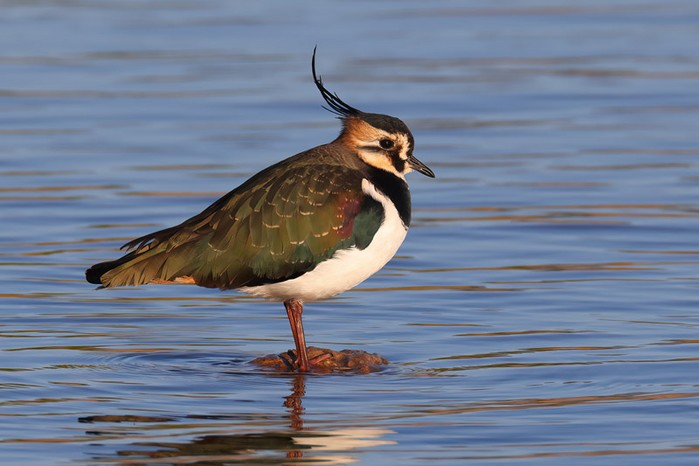 Lapwing