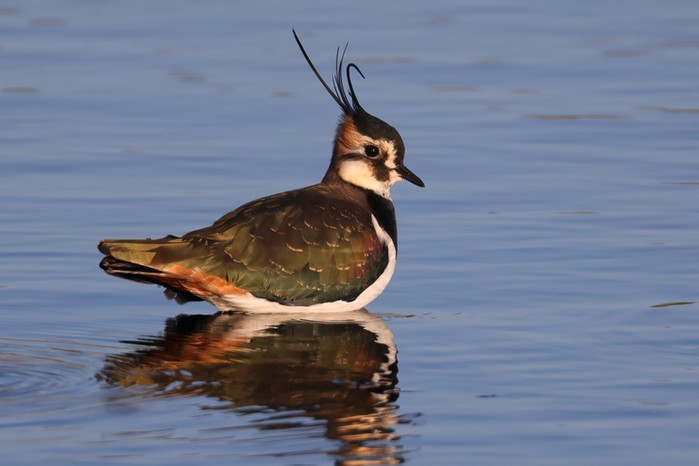 Lapwing