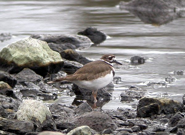 Killdeer