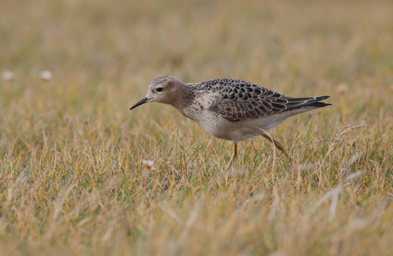 Buff-breasted Sandpiper
