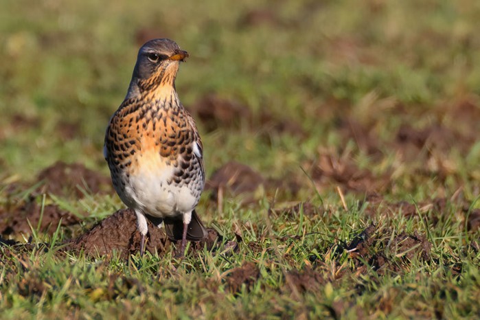 Fieldfare