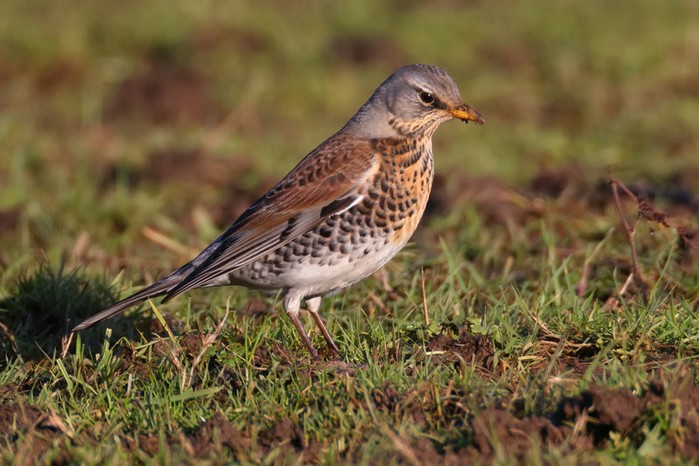 Fieldfare