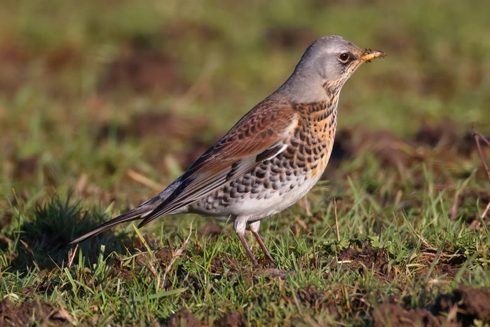 Fieldfare